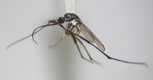  ( - IMR-Cu-76)  @11 [ ] by-nc-nd (2019) Janina Faraone Instituto de Medicina Regional- Entomology Area