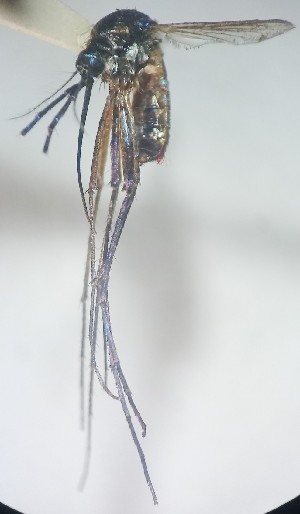  ( - IMR-Cu-77)  @11 [ ] by-nc-nd (2019) Janina Faraone Instituto de Medicina Regional- Entomology Area