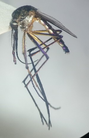  ( - IMR-Cu-78)  @11 [ ] by-nc-nd (2019) Janina Faraone Instituto de Medicina Regional- Entomology Area