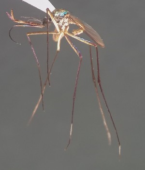  ( - IMR-Cu-80)  @11 [ ] by-nc-nd (2019) Janina Faraone Instituto de Medicina Regional- Entomology Area