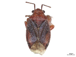  (Halticotoma tuberculata - CCDB-39378-G11)  @11 [ ] CreativeCommons - Attribution Share - Alike (2023) CBG Photography Group Centre for Biodiversity Genomics