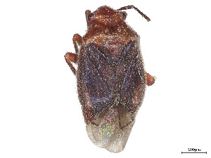  (Halticotoma fuscata - CCDB-39378-H08)  @11 [ ] CreativeCommons - Attribution Share - Alike (2023) CBG Photography Group Centre for Biodiversity Genomics