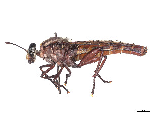  ( - CCDB-45177-F06)  @11 [ ] CreativeCommons - Attribution Share - Alike (2023) CBG Photography Group Centre for Biodiversity Genomics
