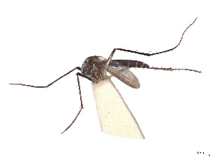  (Aedes pexus - CCDB-45178-C07)  @11 [ ] CreativeCommons - Attribution Share - Alike (2024) CBG Photography Group Centre for Biodiversity Genomics
