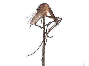  (Aedes longiforceps - CCDB-45178-C10)  @11 [ ] CreativeCommons - Attribution Share - Alike (2024) CBG Photography Group Centre for Biodiversity Genomics