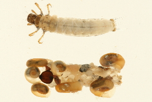  ( - 09CUTLV-498)  @12 [ ] CreativeCommons - Attribution (2009) CBG Photography Group Centre for Biodiversity Genomics