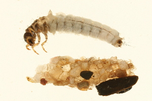  ( - 09CUTLV-522)  @12 [ ] CreativeCommons - Attribution (2009) CBG Photography Group Centre for Biodiversity Genomics