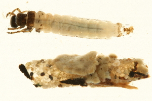  ( - 09CUTLV-525)  @12 [ ] CreativeCommons - Attribution (2009) CBG Photography Group Centre for Biodiversity Genomics