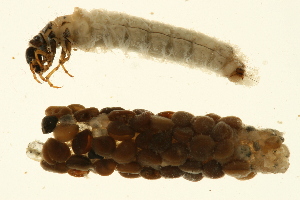  ( - 09CUTLV-528)  @12 [ ] CreativeCommons - Attribution (2009) CBG Photography Group Centre for Biodiversity Genomics