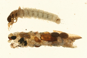  ( - 09CUTLV-558)  @12 [ ] CreativeCommons - Attribution (2009) CBG Photography Group Centre for Biodiversity Genomics