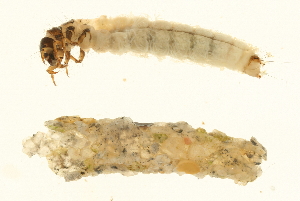  ( - 09CUTLV-321)  @12 [ ] CreativeCommons - Attribution (2009) CBG Photography Group Centre for Biodiversity Genomics