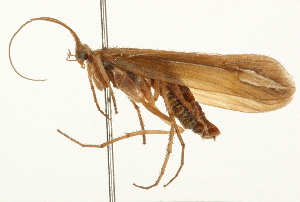  ( - 09CUTRI-029)  @13 [ ] CreativeCommons - Attribution (2009) CBG Photography Group Centre for Biodiversity Genomics