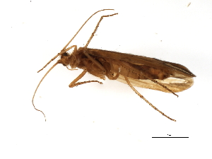  ( - 07CUTRI-174)  @13 [ ] CreativeCommons - Attribution (2010) CBG Photography Group Centre for Biodiversity Genomics