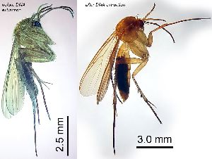 ( - 2011.06.04 Leia subfasciata (Myc5))  @11 [ ] CreativeCommons - Attribution Share-Alike (2025) Unspecified University of Lausanne