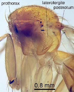  ( - 2011.06.04 Leia subfasciata (Myc5))  @11 [ ] CreativeCommons - Attribution Share-Alike (2025) Unspecified University of Lausanne