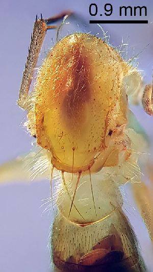  ( - 2011.06.04 Leia subfasciata (Myc5))  @11 [ ] CreativeCommons - Attribution Share-Alike (2025) Unspecified University of Lausanne