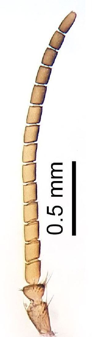  ( - 2011.06.04 Leia subfasciata (Myc5))  @11 [ ] CreativeCommons - Attribution Share-Alike (2025) Unspecified University of Lausanne