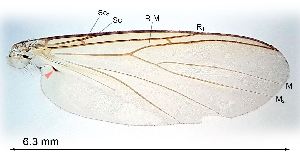  ( - 2011.06.04 Leia subfasciata (Myc5))  @11 [ ] CreativeCommons - Attribution Share-Alike (2025) Unspecified University of Lausanne