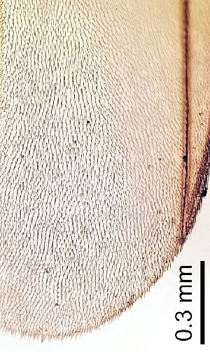  ( - 2011.06.04 Leia subfasciata (Myc5))  @11 [ ] CreativeCommons - Attribution Share-Alike (2025) Unspecified University of Lausanne