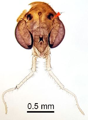  ( - 2011.06.04 Leia subfasciata (Myc5))  @11 [ ] CreativeCommons - Attribution Share-Alike (2025) Unspecified University of Lausanne