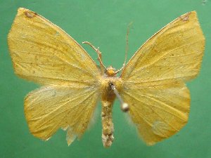  (Epigynopteryx aurantiaca - KLM Lep 03632)  @14 [ ] CreativeCommons - Attribution Non-Commercial Share-Alike (2015) Christian Wieser Landesmuseum Kärnten