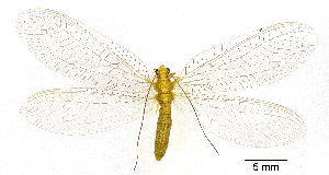  (Nineta sp. 2YLBOLD - CX21901)  @11 [ ] c (2020) Xingyue Liu Entomological Museum of China Agricultural University (CAU), Beijing