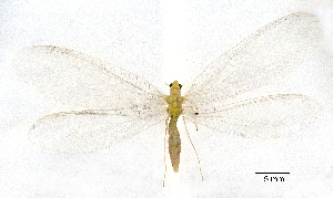  (Nineta sp. 1YLBOLD - CX30103)  @11 [ ] c (2020) Xingyue Liu Entomological Museum of China Agricultural University (CAU), Beijing