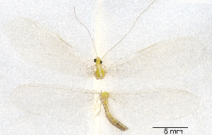  (Chrysopidia sp. 1YLBOLD - CX20202)  @11 [ ] c (2020) Xingyue Liu Entomological Museum of China Agricultural University (CAU), Beijing