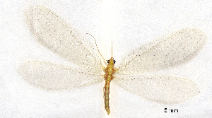  ( - CX30904)  @11 [ ] c (2020) Xingyue Liu Entomological Museum of China Agricultural University (CAU), Beijing