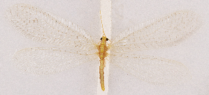  ( - CX30910)  @11 [ ] c (2020) Xingyue Liu Entomological Museum of China Agricultural University (CAU), Beijing