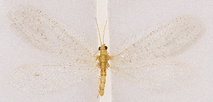  ( - CX30911)  @11 [ ] c (2020) Xingyue Liu Entomological Museum of China Agricultural University (CAU), Beijing