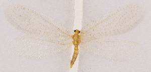  ( - CX30913)  @11 [ ] c (2020) Xingyue Liu Entomological Museum of China Agricultural University (CAU), Beijing