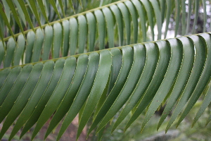  (Encephalartos paucidentatus - Xdk 3)  @11 [ ] CreativeCommons - Attribution Non-Commercial Share-Alike (2011) Philip Rousseau Private