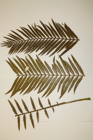  (Encephalartos lebomboensis - PR874)  @11 [ ] No Rights Reserved  Unspecified Unspecified