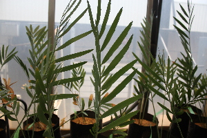  (Encephalartos nubimontanus - PR655)  @11 [ ] Unspecified (default): All Rights Reserved  Unspecified Unspecified