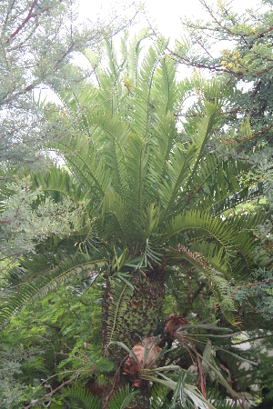  (Encephalartos altensteinii - PR756)  @11 [ ] Unspecified (default): All Rights Reserved  Unspecified Unspecified