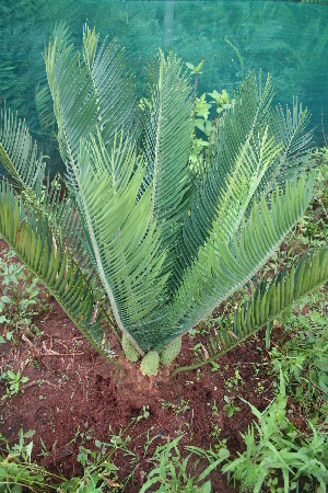  (Encephalartos cerinus - PR766)  @11 [ ] Unspecified (default): All Rights Reserved  Unspecified Unspecified