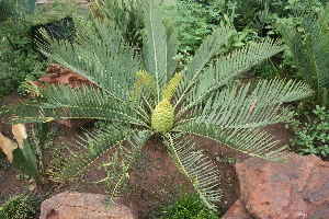  (Encephalartos cupidus - PR767)  @11 [ ] Unspecified (default): All Rights Reserved  Unspecified Unspecified