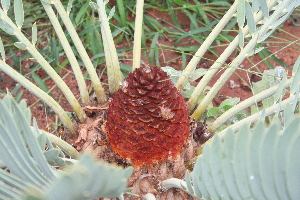  (Encephalartos eugene-maraisii - PR770)  @11 [ ] Unspecified (default): All Rights Reserved  Unspecified Unspecified