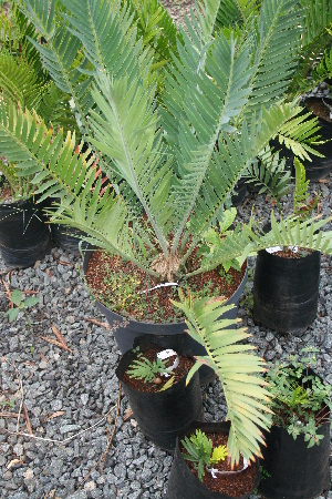  (Encephalartos munchii - PR784)  @11 [ ] Unspecified (default): All Rights Reserved  Unspecified Unspecified