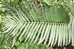  (Encephalartos chimanimaniensis - PR883)  @11 [ ] CreativeCommons - Attribution Non-Commercial Share-Alike (2011) Philip Rousseau Private