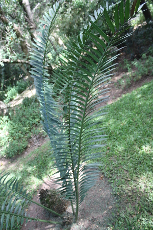  (Encephalartos macrostrobilus - PR919)  @11 [ ] CreativeCommons - Attribution Non-Commercial Share-Alike (2011) Philip Rousseau Private