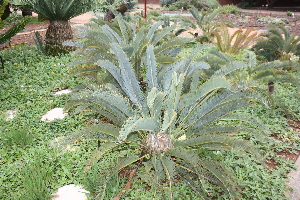  (Encephalartos lanatus - PR828)  @11 [ ] Unspecified (default): All Rights Reserved  Unspecified Unspecified