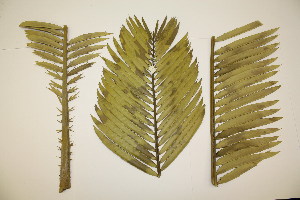  (Encephalartos tegulaneus - PR877)  @11 [ ] No Rights Reserved  Unspecified Unspecified