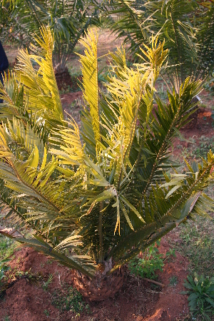  (Encephalartos barteri - PR892)  @11 [ ] CreativeCommons - Attribution Non-Commercial Share-Alike (2011) Philip Rousseau Private