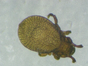  ( - CcR24_2)  @11 [ ] Copyright (2018) Schäffer University of Graz, Dept. of Biology