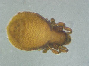 ( - CcR39_1)  @11 [ ] Copyright (2018) Schäffer University of Graz, Dept. of Biology