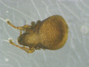  (Cymbaeremaeus pervagatus - CcR54_1)  @11 [ ] Copyright (2018) Schäffer University of Graz, Dept. of Biology