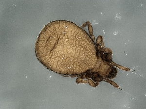  (Cymbaeremaeus frequens - CcR57_7)  @11 [ ] Copyright (2018) Kerschbaumer University of Graz, Dept. of Biology