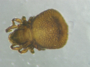 ( - CcR65_1)  @11 [ ] Copyright (2018) Schäffer University of Graz, Dept. of Biology
